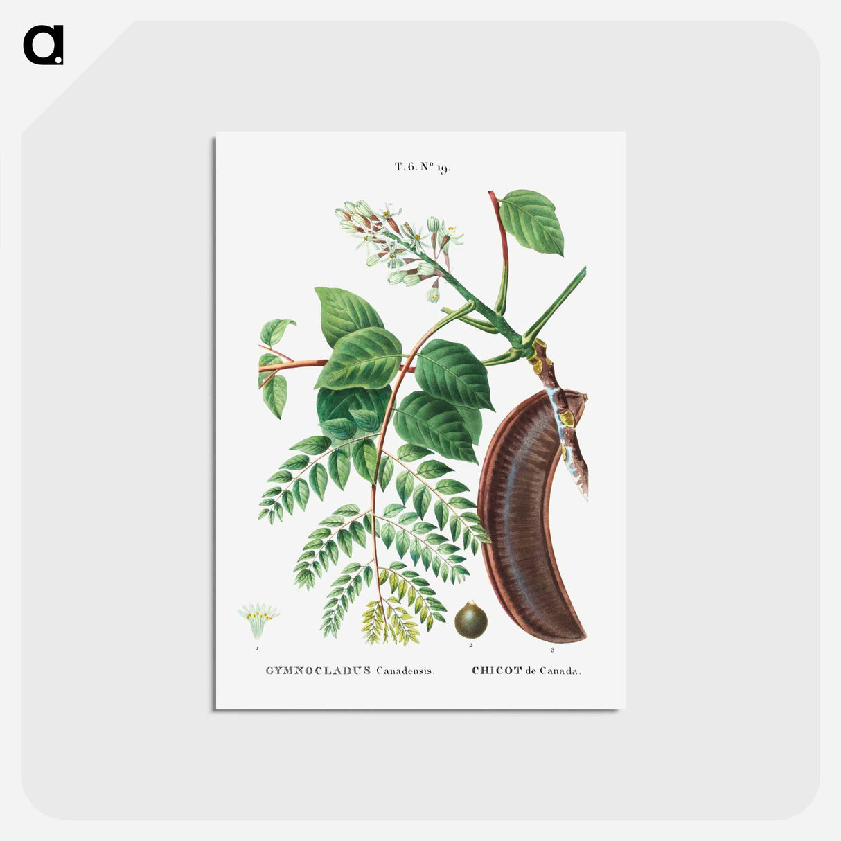 アートポストカード-Kentucky coffeetree - ピエール ジョゼフ ルドゥーテ Postcard.