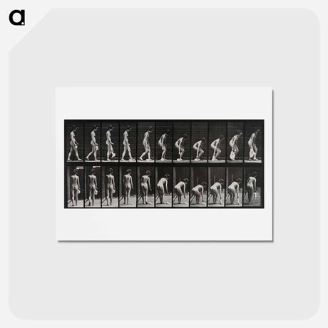 アートポストカード-Woman Picking Cloth
 - エドワード マイブリッジ Postcard.