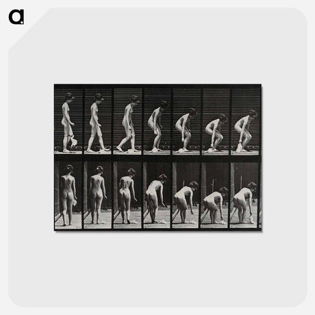 アートポストカード-Woman Picking Cloth
 - エドワード マイブリッジ Postcard.