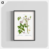 Chinaberry - Pierre Joseph Redouté Poster.