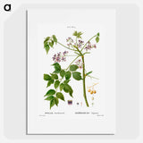 Chinaberry - Pierre Joseph Redouté Poster.
