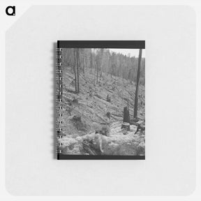 アートメモ帳-Logged over land along U.S. 99. Southern Oregon. - ドロテア ラング Memo.