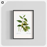 Common hornbeam, Carpinus betulus - Pierre-Joseph Redouté Poster.
