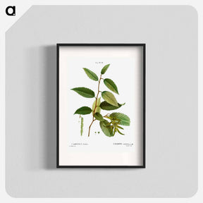 アートポスター-Common hornbeam, Carpinus betulus - ピエール ジョゼフ ルドゥーテ Poster.