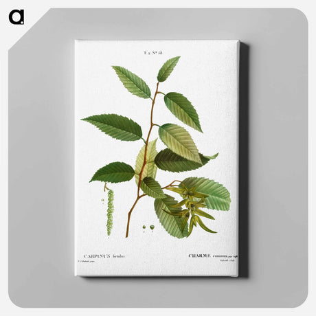 アートパネル-Common hornbeam, Carpinus betulus - ピエール ジョゼフ ルドゥーテ Canvas.
