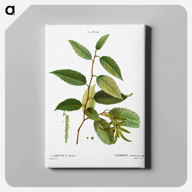 アートパネル-Common hornbeam, Carpinus betulus - ピエール ジョゼフ ルドゥーテ Canvas.