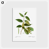 アートポストカード-Common hornbeam, Carpinus betulus - ピエール ジョゼフ ルドゥーテ Postcard.