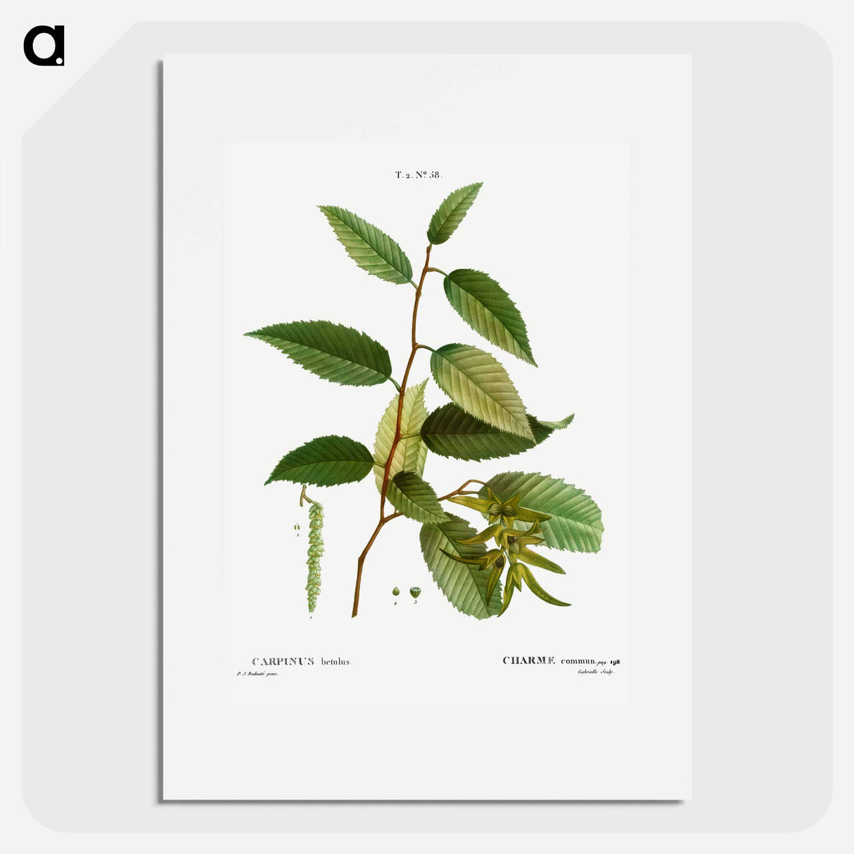 Common hornbeam, Carpinus betulus - Pierre-Joseph Redouté Poster.