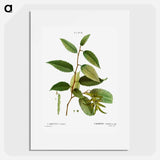 Common hornbeam, Carpinus betulus - Pierre-Joseph Redouté Poster.