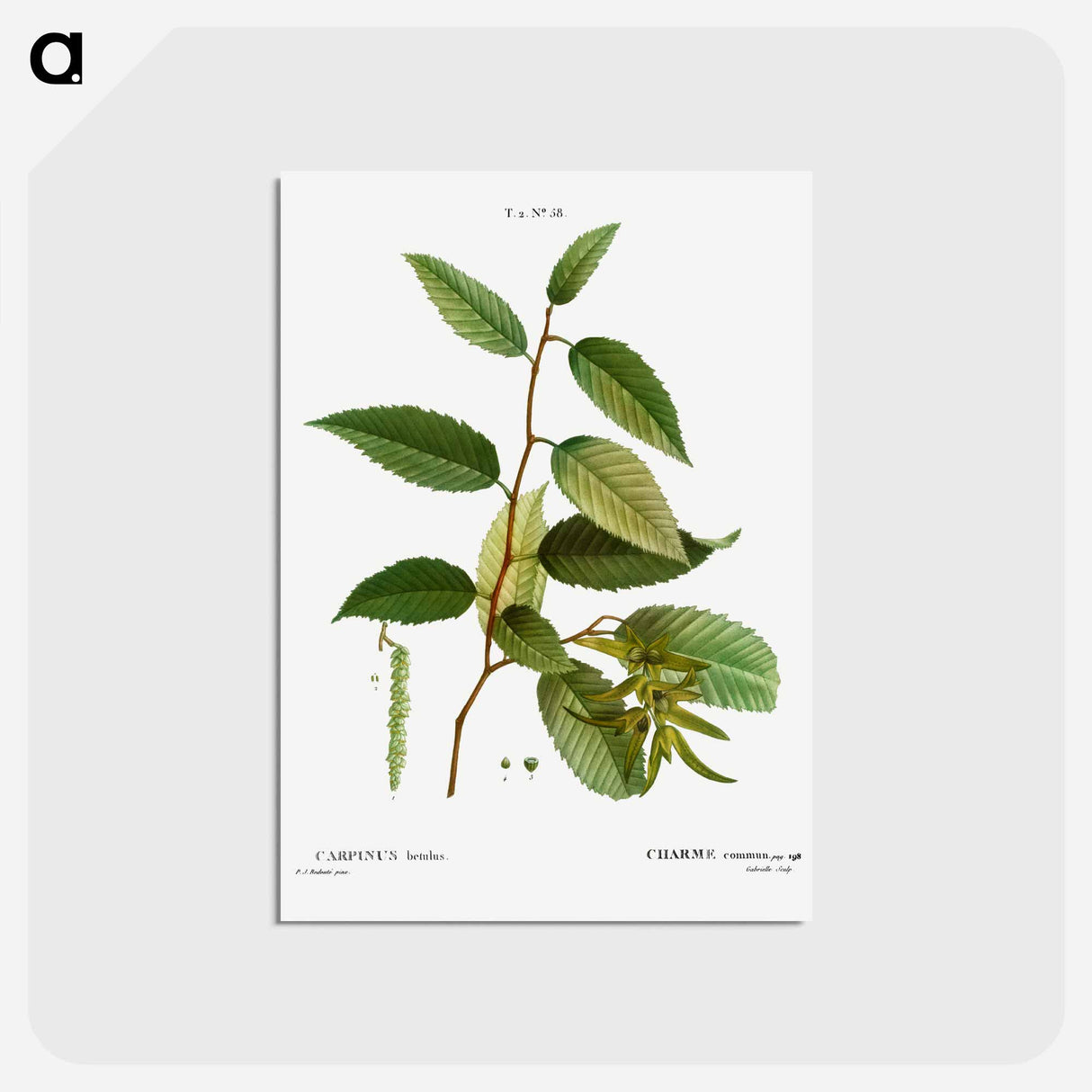 アートポストカード-Common hornbeam, Carpinus betulus - ピエール ジョゼフ ルドゥーテ Postcard.