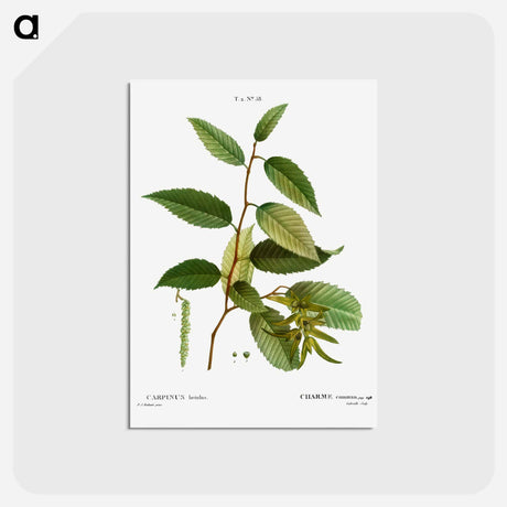 アートポストカード-Common hornbeam, Carpinus betulus - ピエール ジョゼフ ルドゥーテ Postcard.