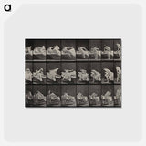 アートポストカード-Woman Emerging
 - エドワード マイブリッジ Postcard.