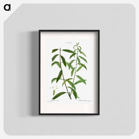 アートポスター-White willow, Salix alba - ピエール ジョゼフ ルドゥーテ Poster.
