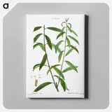 アートパネル-White willow, Salix alba - ピエール ジョゼフ ルドゥーテ Canvas.