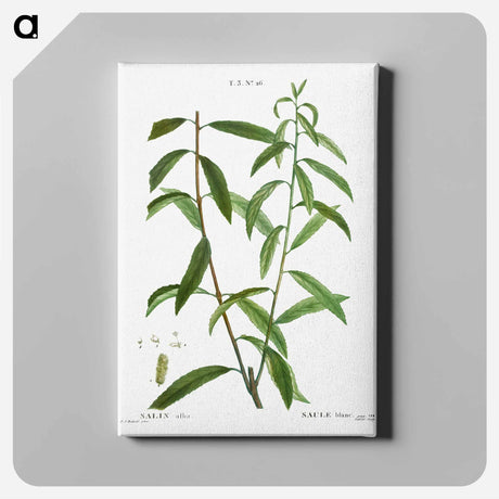 アートパネル-White willow, Salix alba - ピエール ジョゼフ ルドゥーテ Canvas.