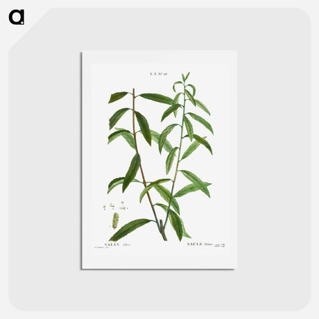 アートポストカード-White willow, Salix alba - ピエール ジョゼフ ルドゥーテ Postcard.
