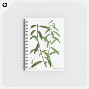 アートメモ帳-White willow, Salix alba - ピエール ジョゼフ ルドゥーテ Memo.