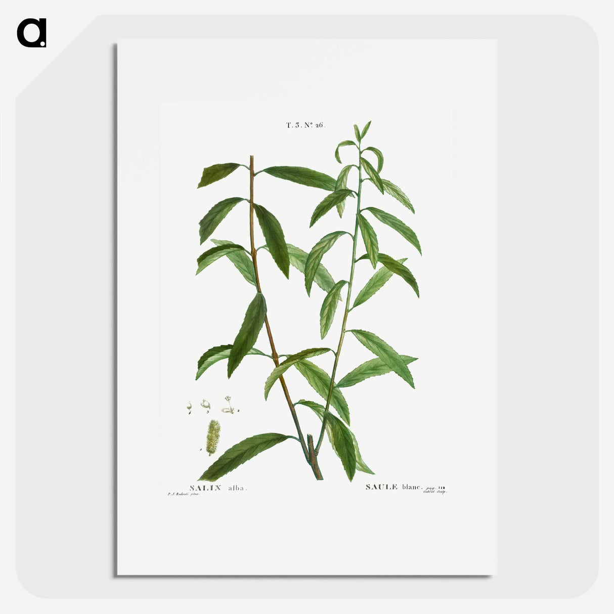 White willow, Salix alba - ピエール ジョゼフ ルドゥーテ Poster.