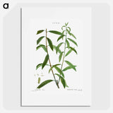 White willow, Salix alba - ピエール ジョゼフ ルドゥーテ Poster.