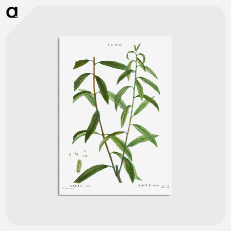 アートポストカード-White willow, Salix alba - ピエール ジョゼフ ルドゥーテ Postcard.