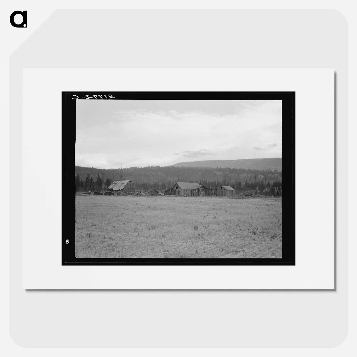 Partially-developed stump ranch seen across cleared grain field - Dorothea Lange Poster.