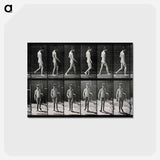 アートポストカード-Man Walking
 - エドワード マイブリッジ Postcard.