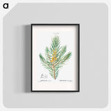 Narrow-leaved geebung - Pierre Joseph Redouté Poster.