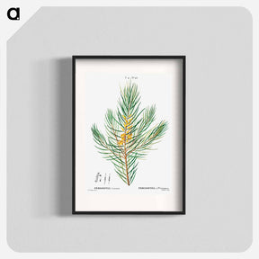 アートポスター-Narrow-leaved geebung - ピエール ジョゼフ ルドゥーテ Poster.