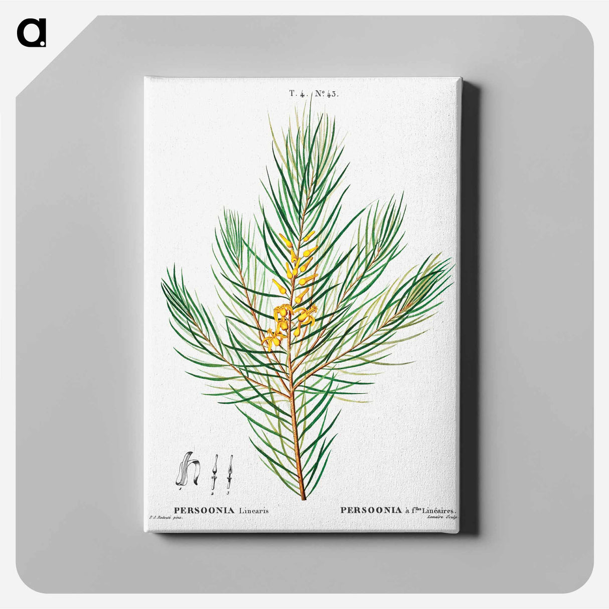 アートパネル-Narrow-leaved geebung - ピエール ジョゼフ ルドゥーテ Canvas.