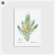 アートポストカード-Narrow-leaved geebung - ピエール ジョゼフ ルドゥーテ Postcard.