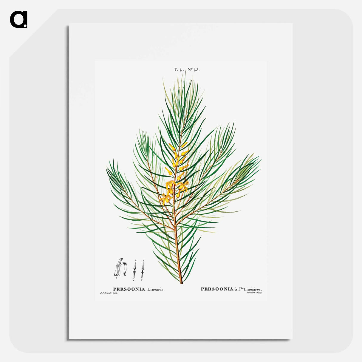 Narrow-leaved geebung - Pierre Joseph Redouté Poster.