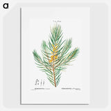 Narrow-leaved geebung - Pierre Joseph Redouté Poster.