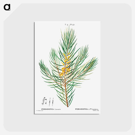 アートポストカード-Narrow-leaved geebung - ピエール ジョゼフ ルドゥーテ Postcard.