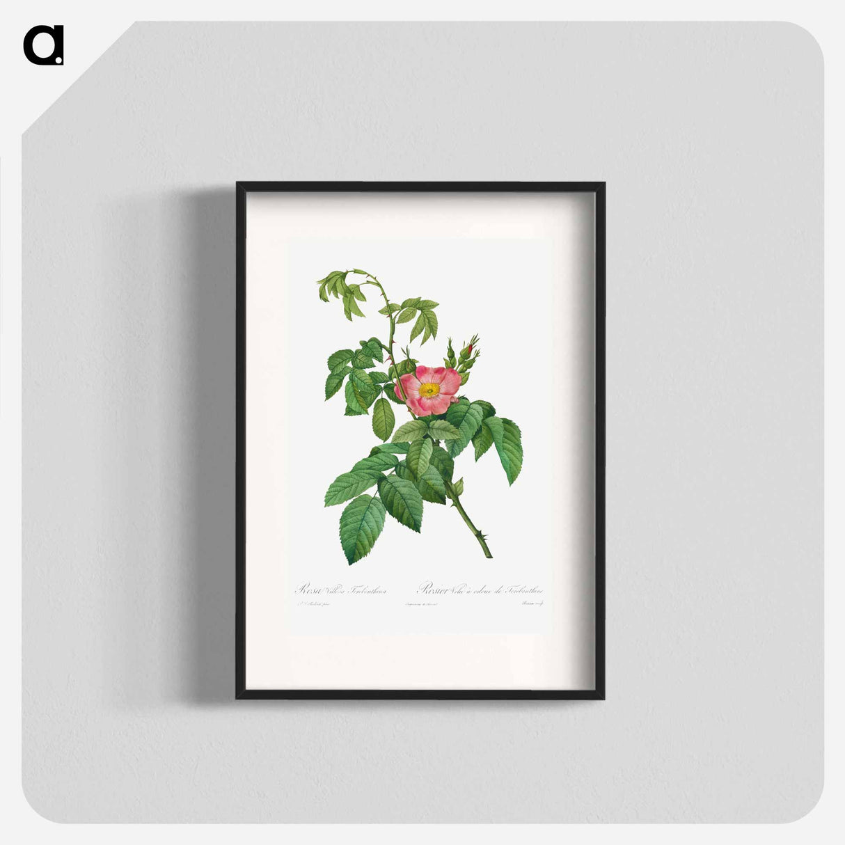 Rosa Villosa Terebenthina - Pierre Joseph Redouté Poster.