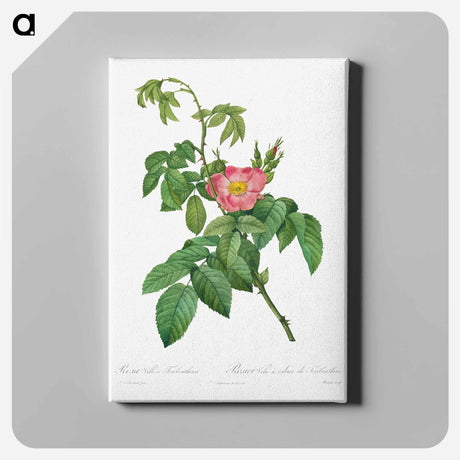 アートパネル-Rosa Villosa Terebenthina - ピエール ジョゼフ ルドゥーテ Canvas.