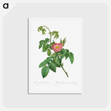 アートポストカード-Rosa Villosa Terebenthina - ピエール ジョゼフ ルドゥーテ Postcard.