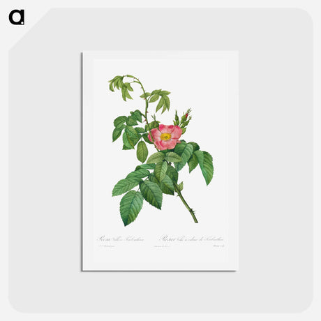 アートポストカード-Rosa Villosa Terebenthina - ピエール ジョゼフ ルドゥーテ Postcard.