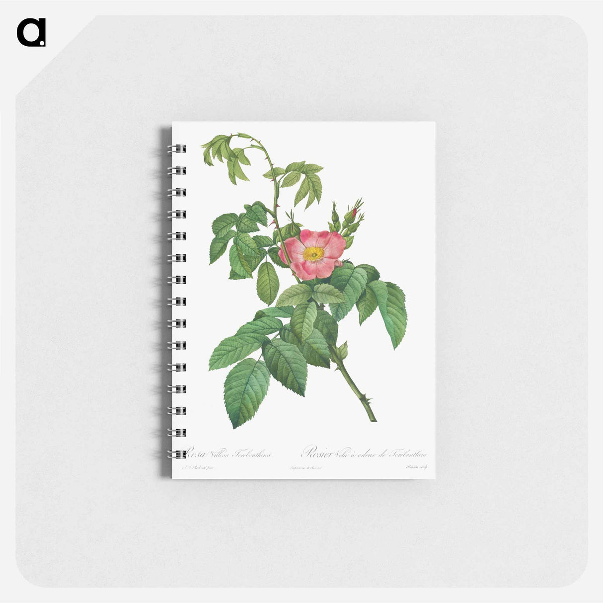 Rosa Villosa Terebenthina - ピエール ジョゼフ ルドゥーテ Memo.
