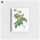 Rosa Villosa Terebenthina - ピエール ジョゼフ ルドゥーテ Memo.