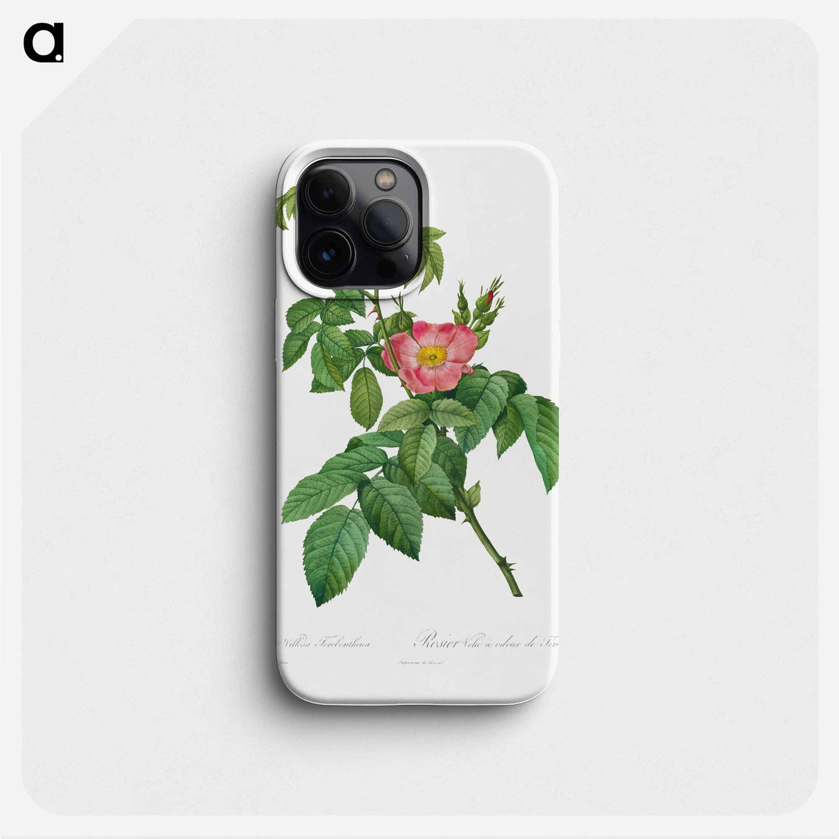 Rosa Villosa Terebenthina - ピエール ジョゼフ ルドゥーテ Phone Case.