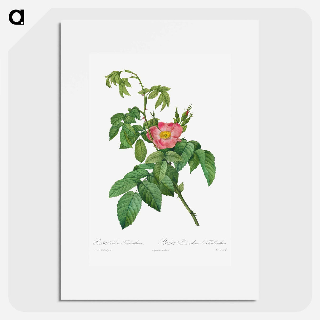 Rosa Villosa Terebenthina - Pierre Joseph Redouté Poster.