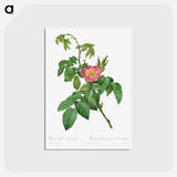 アートポストカード-Rosa Villosa Terebenthina - ピエール ジョゼフ ルドゥーテ Postcard.