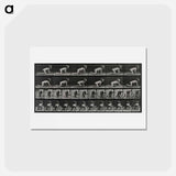 アートポストカード-Crawling Girl
 - エドワード マイブリッジ Postcard.