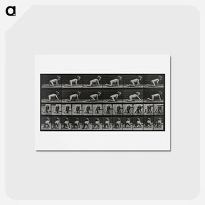 アートポストカード-Crawling Girl
 - エドワード マイブリッジ Postcard.