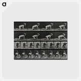 アートポストカード-Crawling Girl
 - エドワード マイブリッジ Postcard.