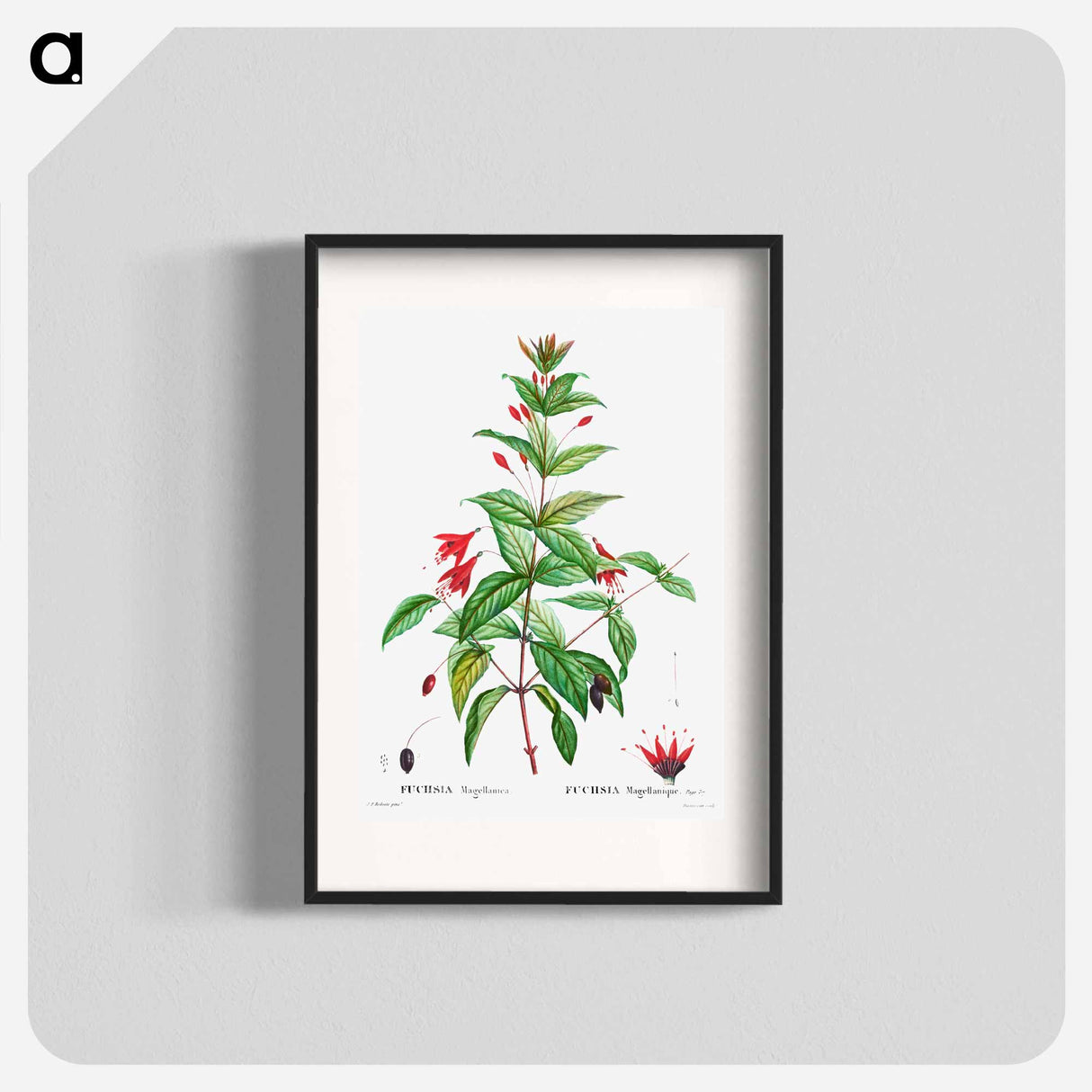 Hardy fuchsia - Pierre Joseph Redouté Poster.