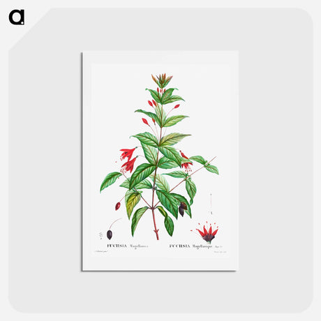 アートポストカード-Hardy fuchsia - ピエール ジョゼフ ルドゥーテ Postcard.