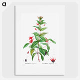 Hardy fuchsia - Pierre Joseph Redouté Poster.
