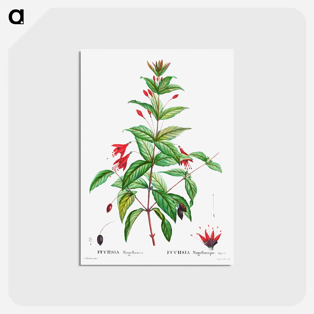 アートポストカード-Hardy fuchsia - ピエール ジョゼフ ルドゥーテ Postcard.