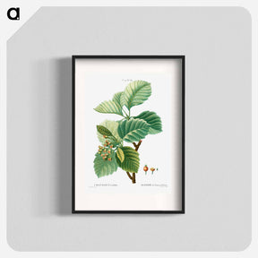 アートポスター-Broad-leaved whitebeam - ピエール ジョゼフ ルドゥーテ Poster.
